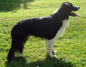 Nab�dka kryt� chovn�m psem Border kolie