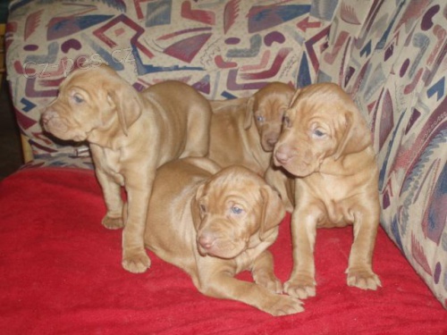 Ma�arsk� kr�tkosrst� stava� - vy�la