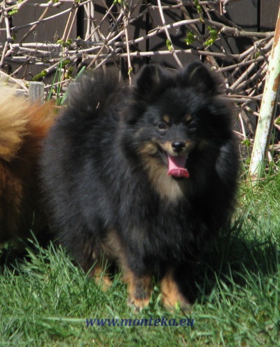 n�meck� �pic mal� black and tan