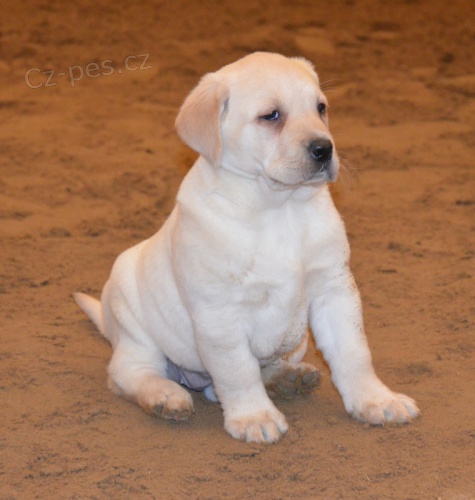 �t�n�tko labradora