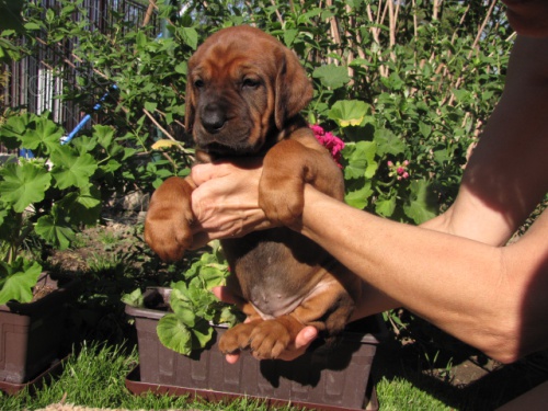 Tosa Inu �t��ata