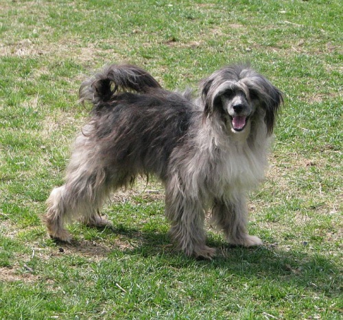 ��nsk� chocholat� pes osrst�n�