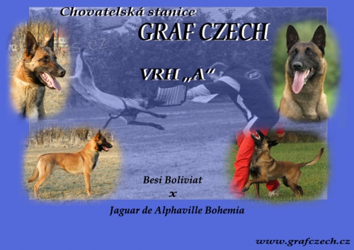 Belgick� ov��k malinois- �t���tka