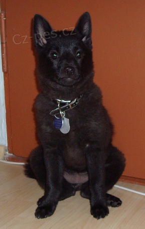 �iperka-�t���tka