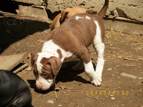Americk� pitbullteri�r �t��ata s PP