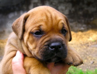 Mallorsk� doga, Ca De Bou,Perro de Presa Mallorquin