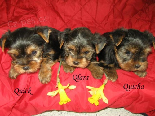 Jork��rsk� teri�r