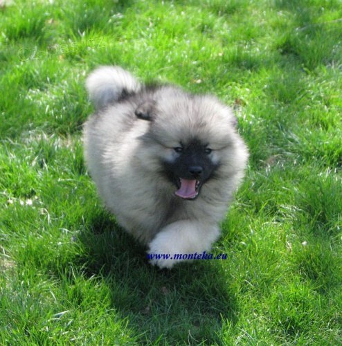 vl�� �pic-keeshond