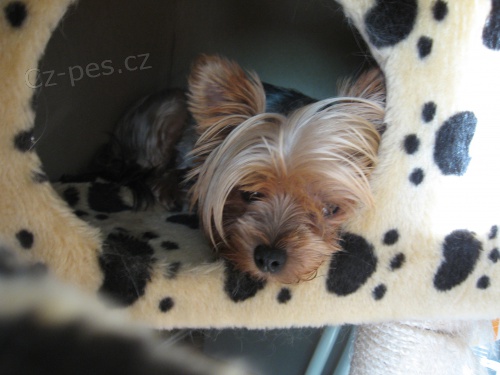 Hl�d�n� mazl��k� Brno