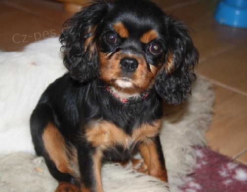 Kaval�r King Charles �pan�l s PP