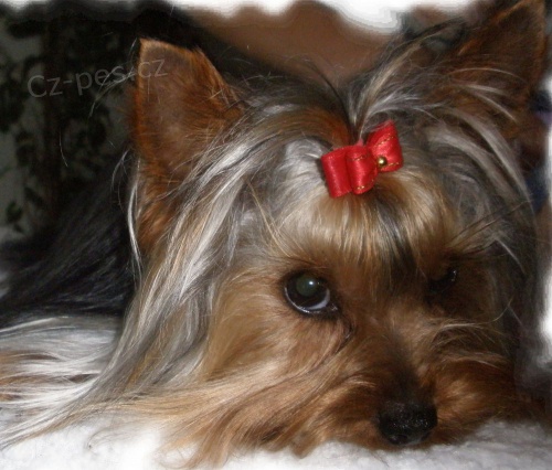 Kryt� jork��rsk� teri�r