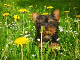 Jork��rsk� terier - pejsci bez pp