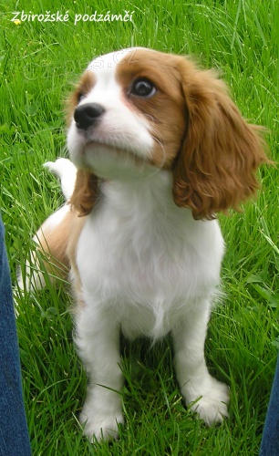 Kaval�r king charles �pan�l s PP BH, Tr, Ru