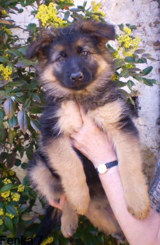 N�meck� Ov��k V�b�rov� chov pouze fenky