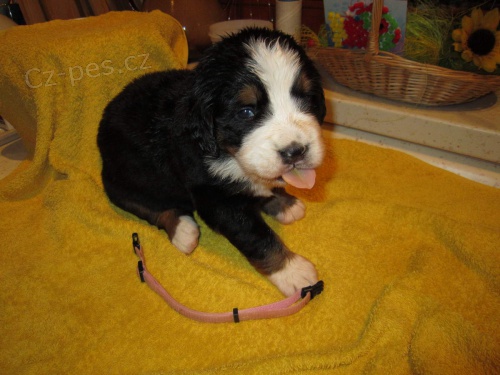 bernsk� sala�nick� pes s PP