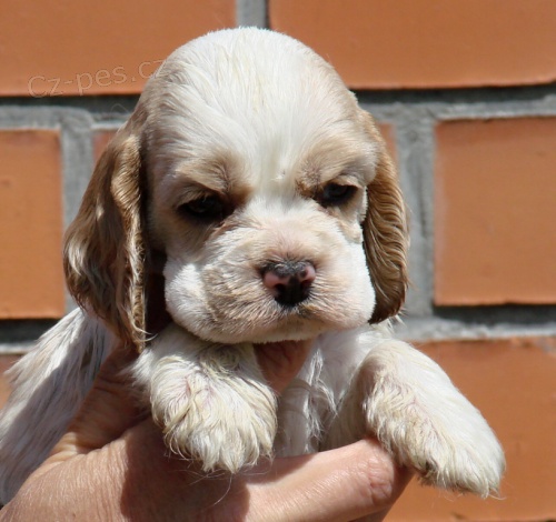 Americk� kokr�pan�l