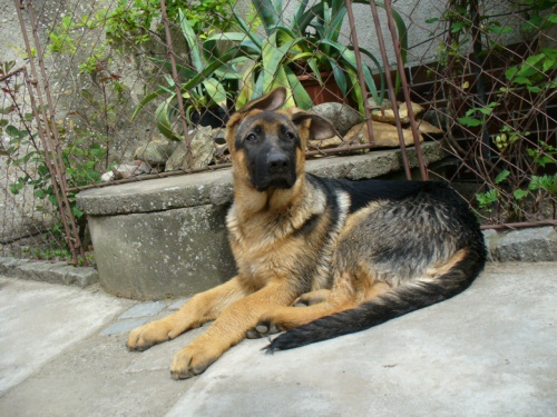 Prod�m �t���tko NO s PP