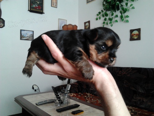 Prod�m �t�n� jork��ra