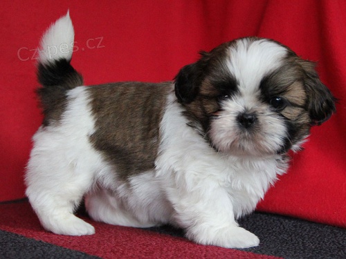Shih-tzu, �i-tzu s PP