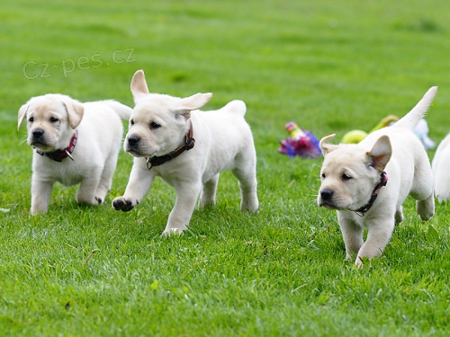 Labrador �t���tka s PP