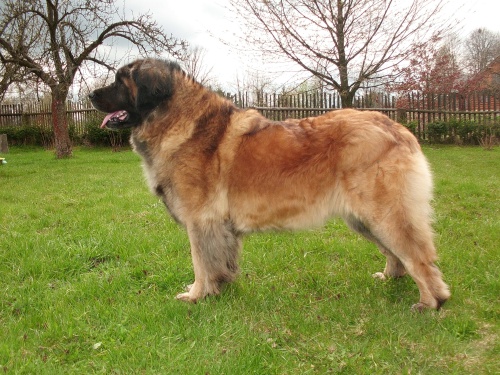 LEONBERGER - �t���tka