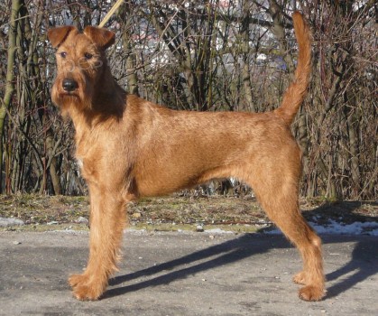 Prod�m �t��ata Irsk�ho teri�ra