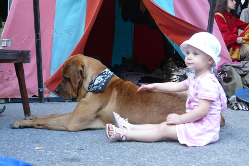 Japonsk� moloss-nov� fota