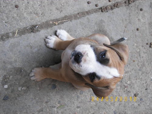 Americk� pitbullteri�r �t��ata s PP