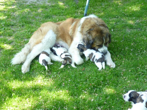 Moskevsk� str�n� pes