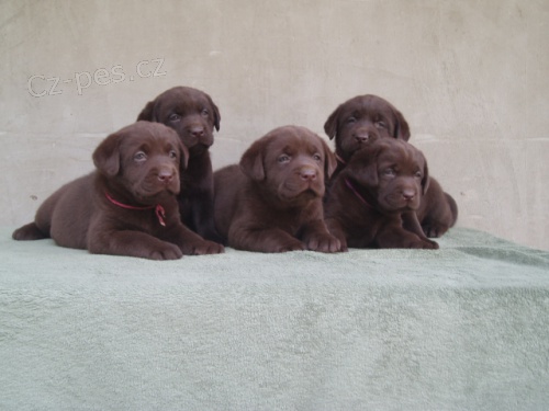 Labradorsk� retr�vr- �okol�dov� �t�n�tka s PP
