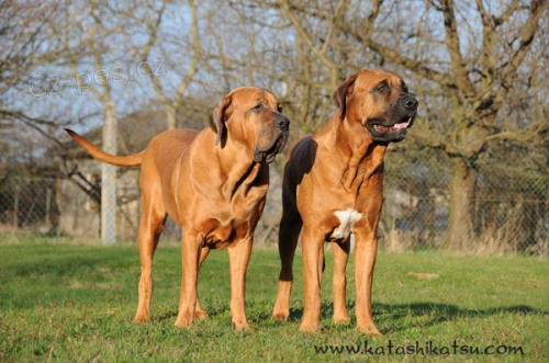 prod�m �t��ata TOSA-INU - p��m� potomci sv�tov� v�t�zky