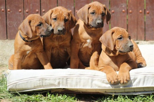 Rhod�sk� ridgeback - �t���tka s pp