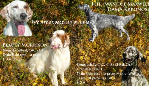 Anglick� setr - �t�nata s PP