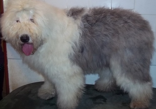 BOBTAIL �t��ata