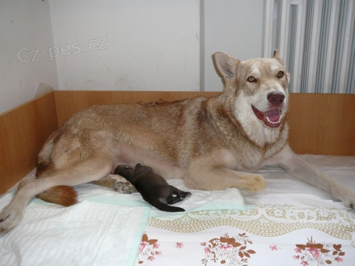 Saarloos�v Vl��k