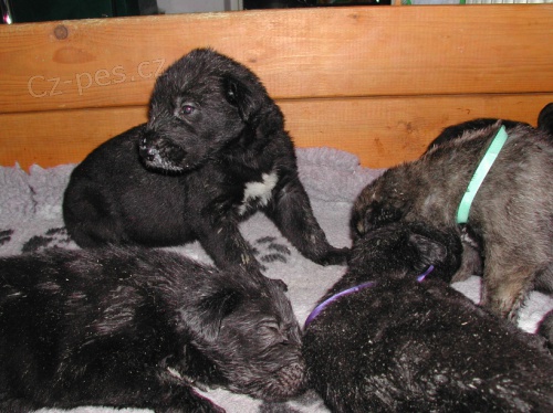 ch.st. SURYCAN nab�z�: