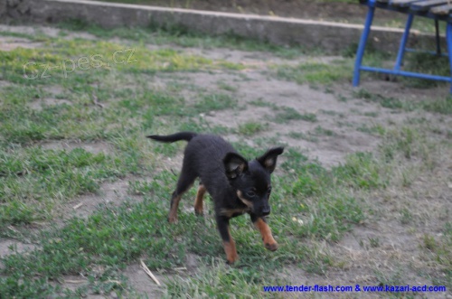 Pra�sk� krysa��k