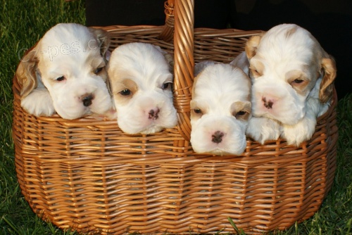 Americk� kokr�pan�l