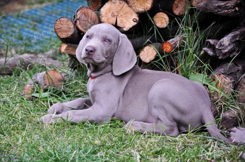 V�marsk� oha� s PP - pejsci