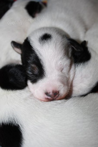 �t���tka Jack Russell teri�ra s PP