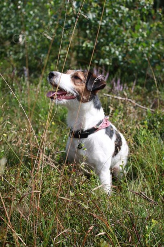 kryt� chovn�m psem s PP