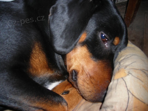 Prod�m �t��ata sl.kopova