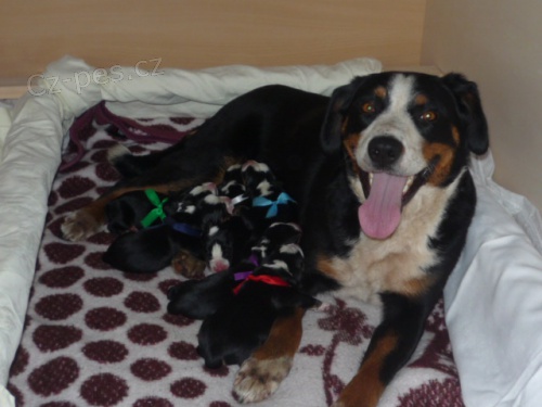 Appenzelsk� sala�nick� pes - nab�z�me �t���tka s PP