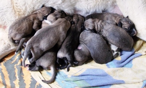 KARABA� - KANGAL - ANATOLSK� PASTEVECK� PES