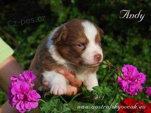 australsk� ov��k �t��ata s PP (FCI)