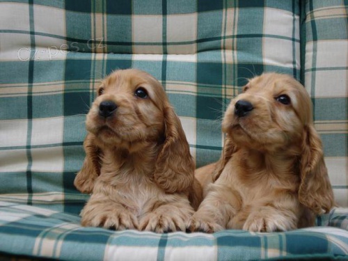 Anglick� kokr�pan�l - �t��ata