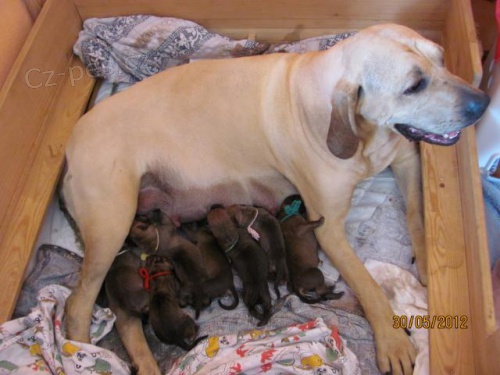 Prod�m �t��ata - Brazilsk� fila