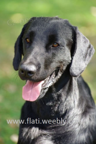 Dva chovn� psi Flat coated retrievera ke kryt�