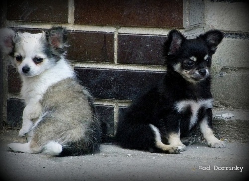 P�ekr�sn� �ivav� kluci s PP