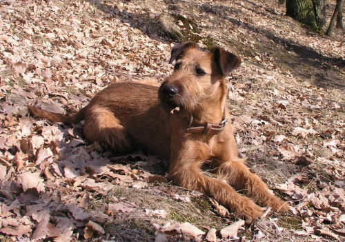 �T��ATA - IRSK� TERI�R S PP